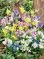Flower bulbs mixed in spring with Narcissus, Muscari, Scilla, Ornithogalum