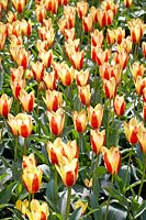 Tulipa greigii Beethoven's Memory