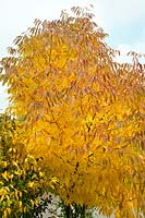 Fraxinus pennsylvanica in autumn