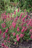 Erica cineraria Roter Kobold