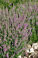 Calluna vulgaris Rosalind Underwood's Variety