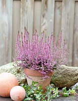 Calluna 'Luisa' - Gardengirls Series