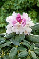 Rhododendron Hoppy