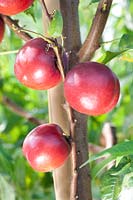 Prunus persica var. nucipersica Big Top ®