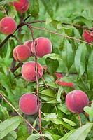 Prunus persica var. persica Symphonie