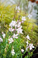 Gaura lindheimeri Geyser White