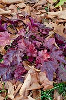 Heuchera Peach Flambe