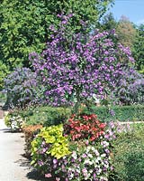 Garden scenery in Summertime with Lycianthes rantonnettii