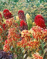 Amaranthus tricolor Splendens Perfecta