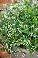 Euphorbia hypericifolia Euphoric™ White