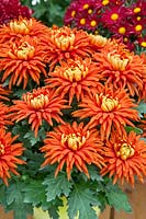 Chrysanthemum Durango™ Orange