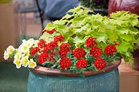 Planter with Verbena Lascar Red Eye, Plectranthus scutellarioides Wasabi, Petunia SunSpun Yellow