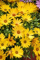 Osteospermum Sunscape ® Daisy Cape Daisy Yellow Glow