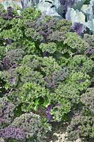 Brassica oleracea var. sabellica Redbor