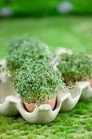 Impression with garden cress