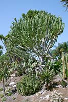 Gardenscene with cacti and succulents