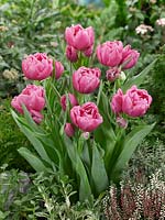 Tulipa multiflora Ernesto Hoost