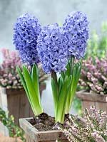 Hyacinthus Chicago in pot