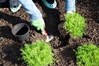 Planting instruction for perennial plants