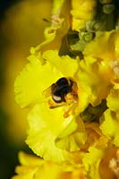 Bumble bee on Verbascum bombyciferum flower