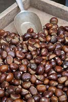 Impression with chestnuts in a wooden crate