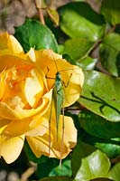 Grasshopper on yellow rose