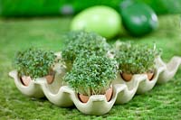 Impression with garden cress in egg shell
