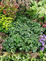 Pachysandra terminalis Green Sheen