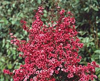 Leptospermum scoparium Wiri Kerry