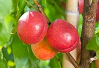 Prunus persica var.nucipersica Supercrimson ®