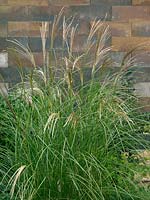 Miscanthus sinensis Kleine Silberspinne