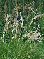 Miscanthus sinensis Kleine Silberspinne