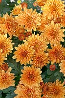 Chrysanthemum Hannah