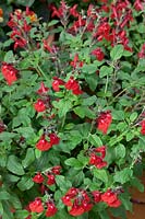 Salvia azurea Mesa Scarlet