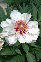 Paeonia Cora Louise