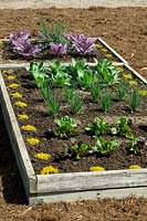 Vegetable patch with wooden frame