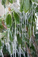 Rhododendron covered with ice and icicles