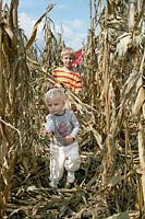 Kids playing in the cornfield