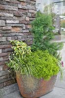 Container planting with Larix, Microbiota, Carex und Euonymus