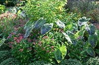 Perennial garden with Colocasia esculenta Illustris und Pentas and Abutilon