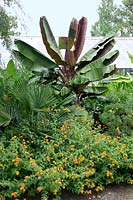 Tropical Garden scene with Musa, Lantana, Washingtonia