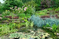 Pond with aquatic plants, Grasses and Perennials and stone steps 
