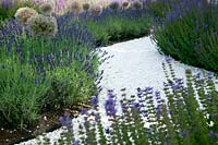 White pebble path with Lavandula and Allium