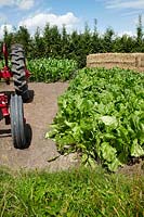 Agriculture, Sugar beet field