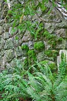 Rock wall covered with moss, surrounded by ferns