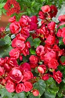 Begonia Betulia Rose