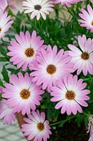 Osteospermum Sunscape® Antique™ Pink