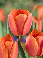 Tulipa Triumph Charade