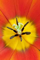Tulipa Triumph Orange Cassini