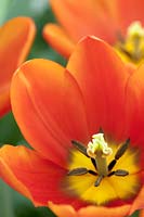 Tulipa Triumph Orange Cassini